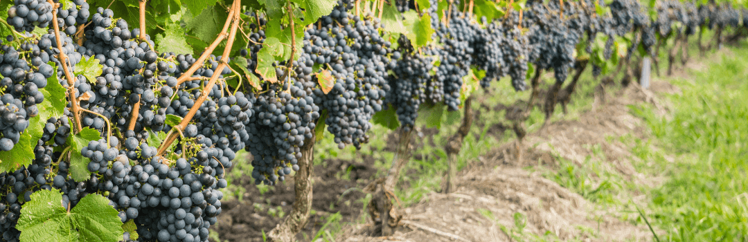 Há vinho no Uruguai?