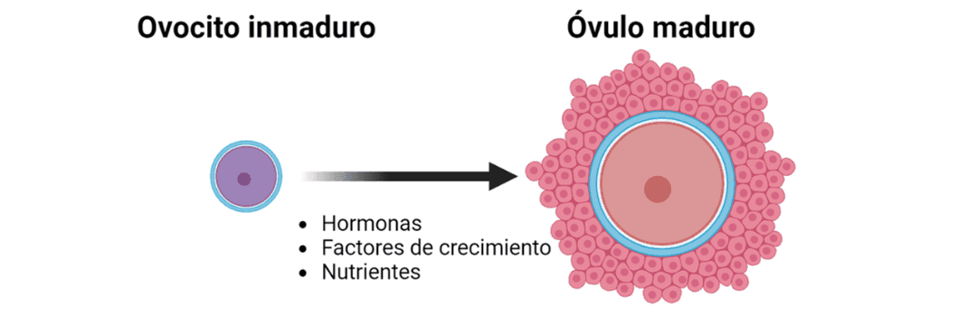 Cultivo in vitro de células germinales: nueva estrategia para la preservación de la fertilidad