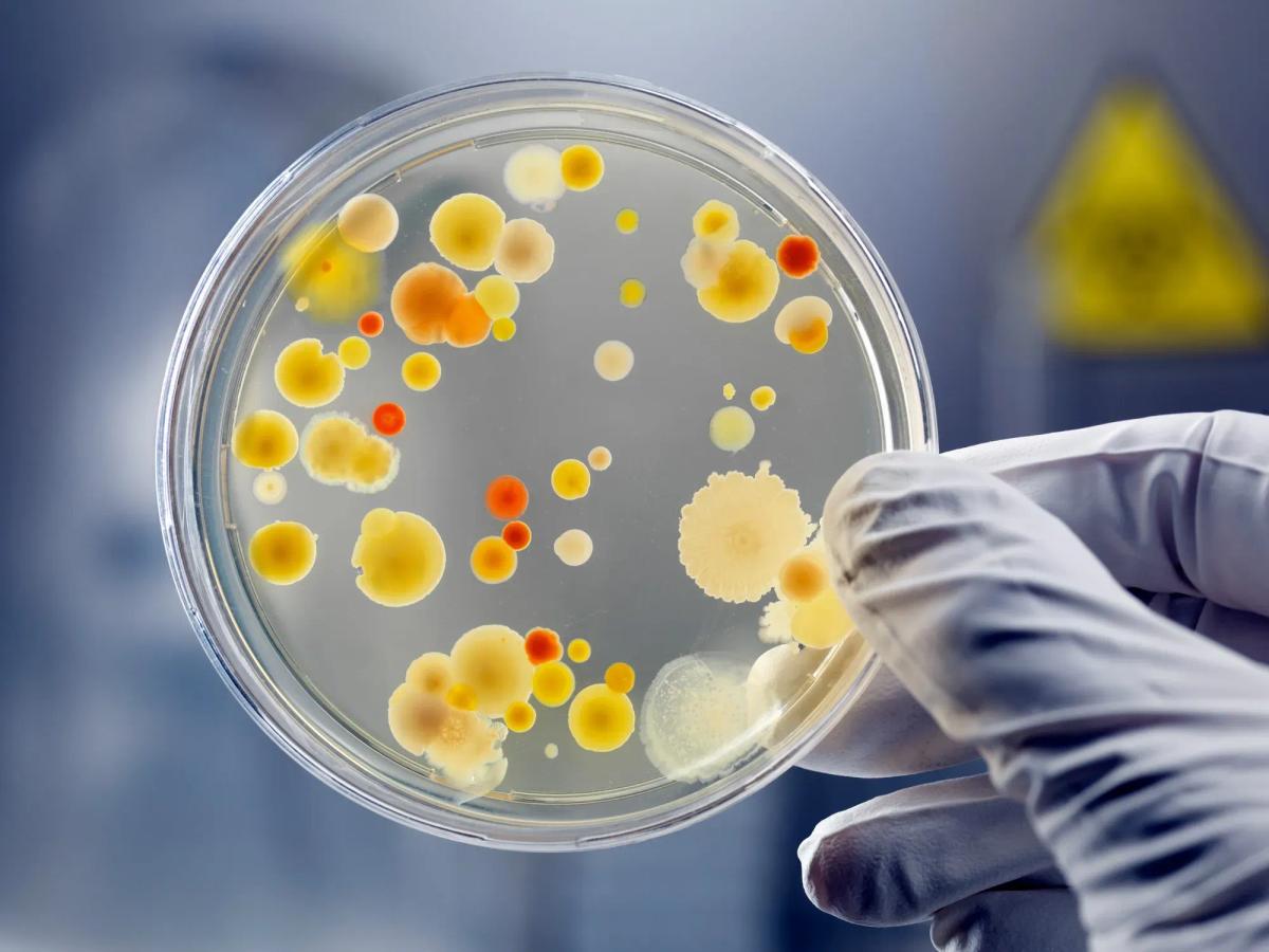 Quanto mais, melhor: consórcios microbianos como ferramenta chave na biorremediação