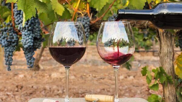 Como catar um vinho?