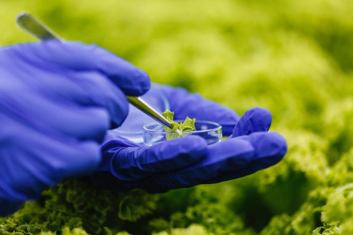 The future of Biotechnology: Molecular Farming