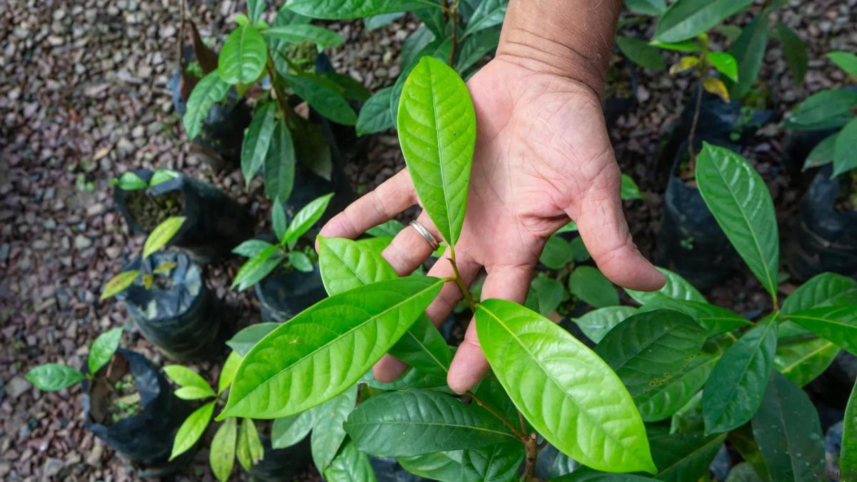 Bioeconomía, la ciencia de usar la naturaleza para un futuro mejor