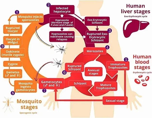 AI4M: Enhancing Malaria Predictability Using AI