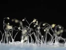 Dictyostelium discoideum, un organismo unicelular y pluricelular