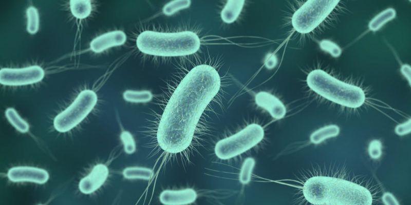 Bacteria: small microorganisms, but...smart?