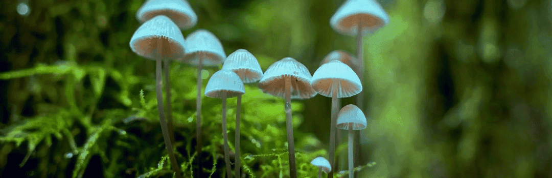Hongos magical