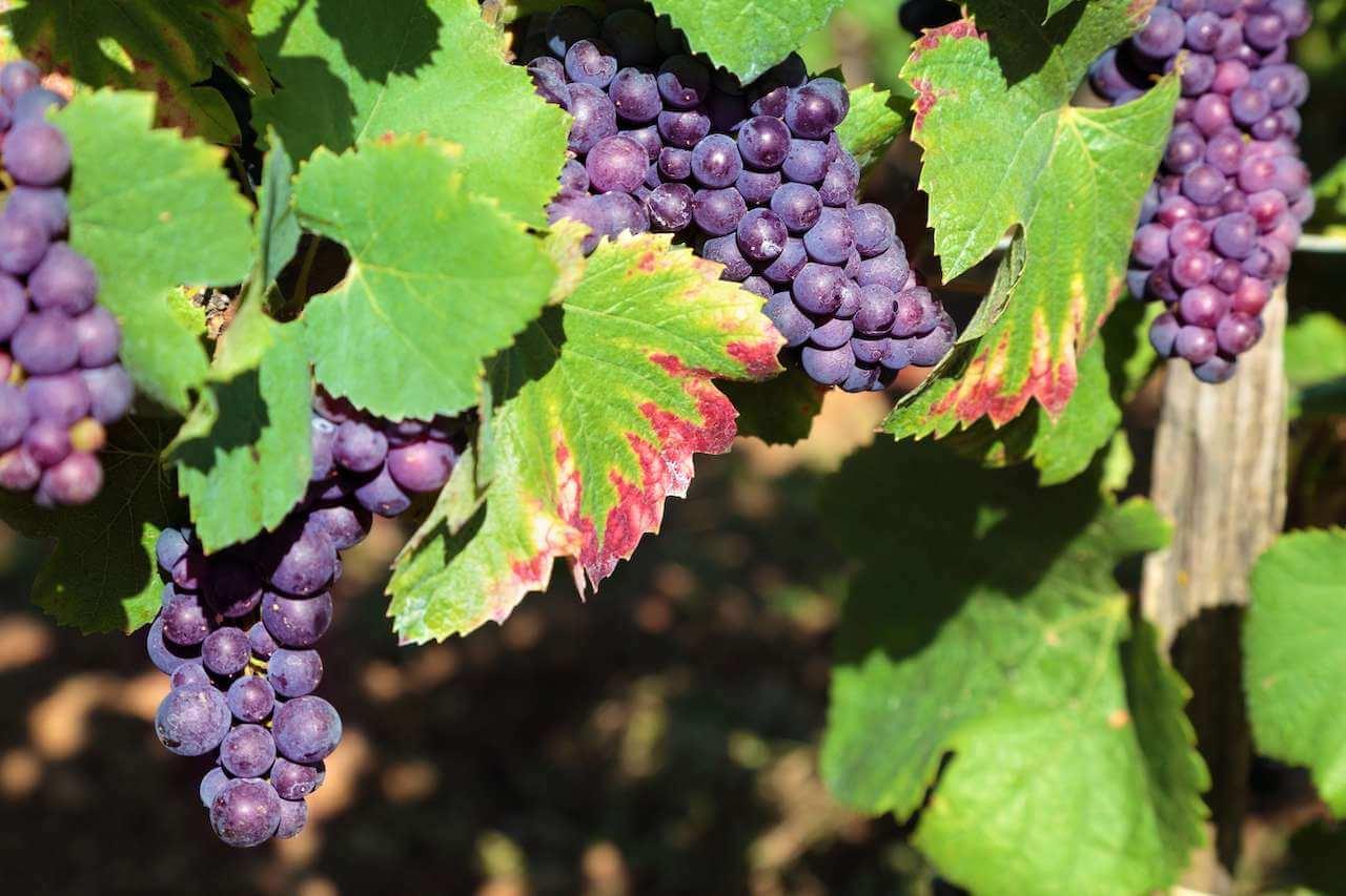 ¿Cómo se hace un vino?