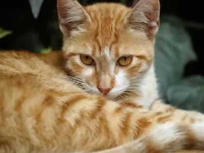 ¡Celebremos a Nuestros Gatos! 🐾