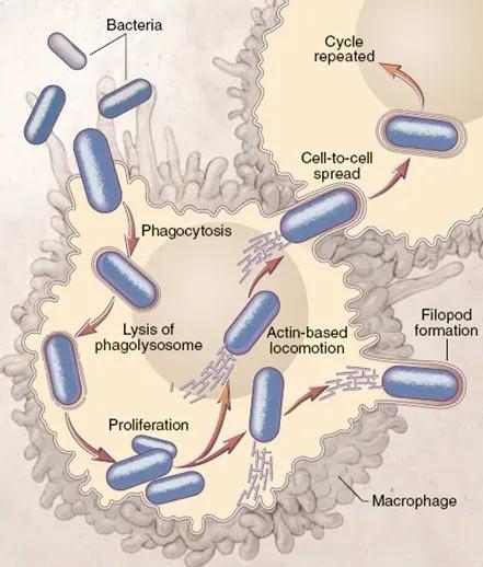 Listeriosis: Un Alerta que Nos Toca a Todos