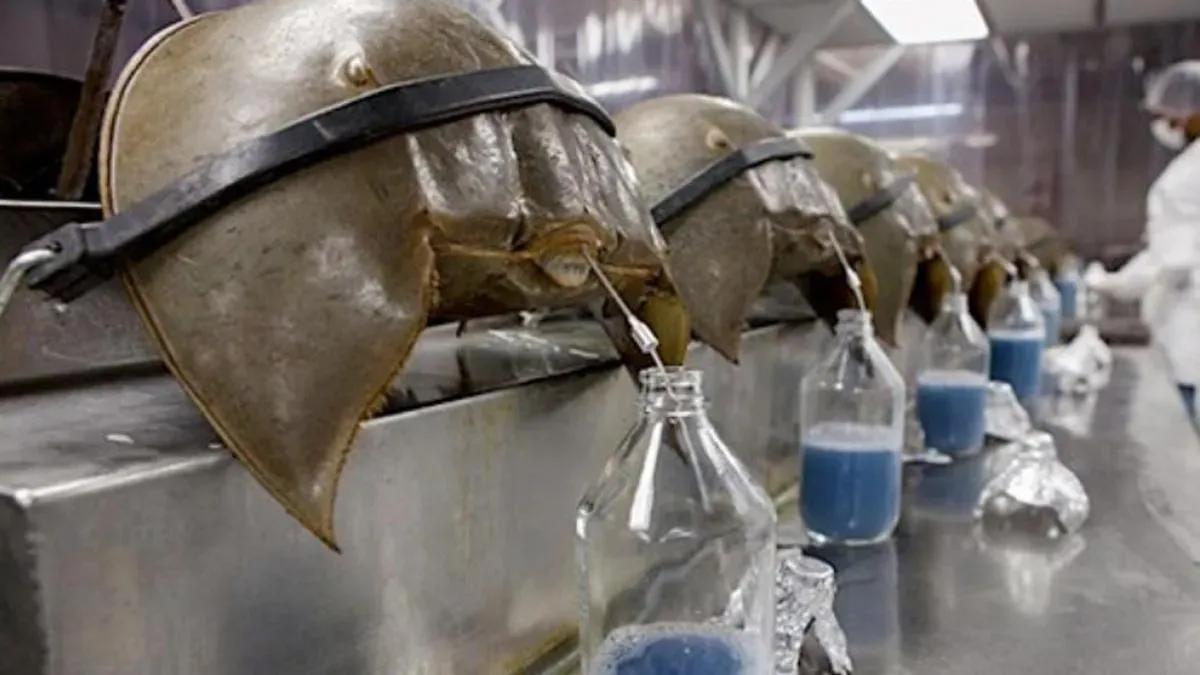 He is not the blue-blooded prince we dream of, but he is the one we need.