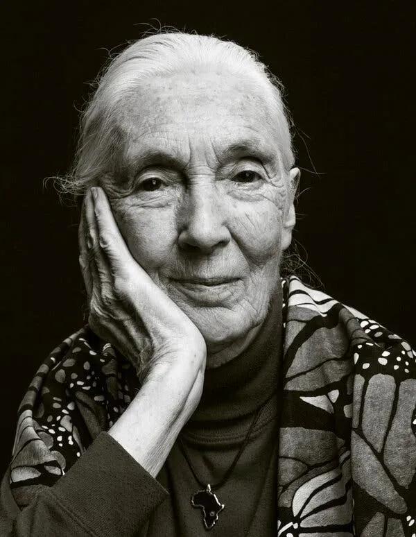 Goodbye to Jane Goodall: the scientist who taught us to talk to animals