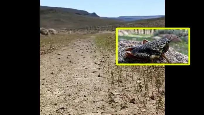 The Toad Tucura and its Impact on Patagonia
